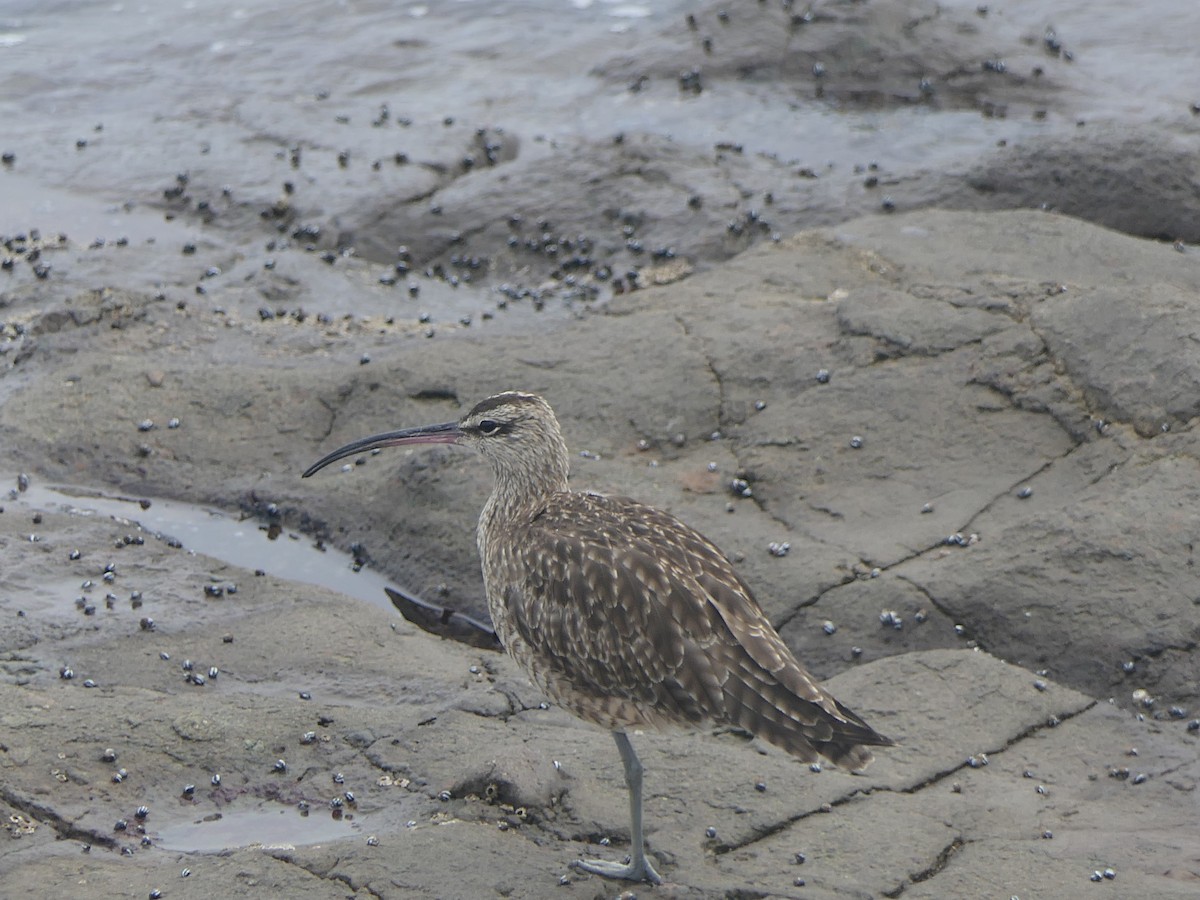 美洲中杓鷸 - ML643372419