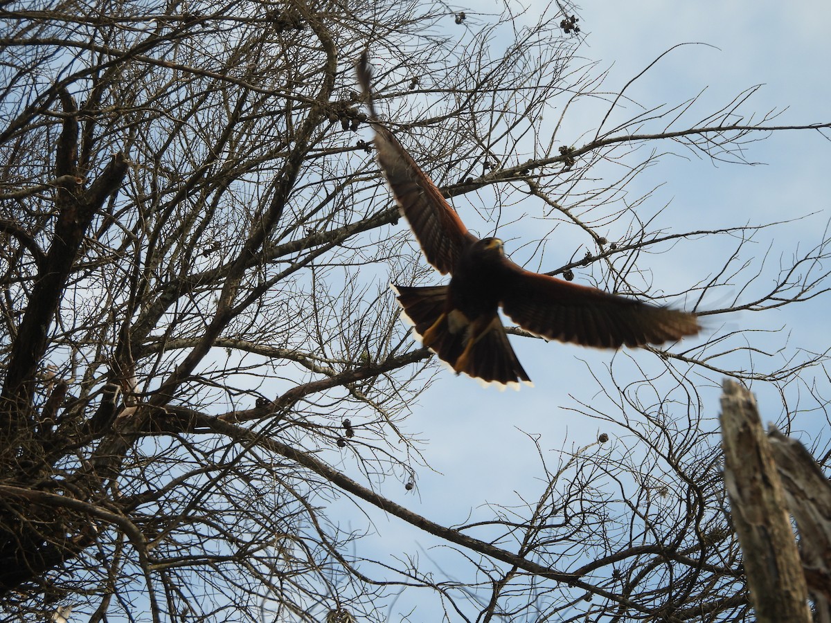 Harris's Hawk - ML643372421