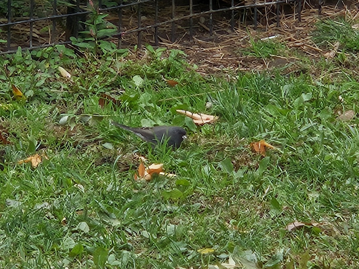 Dark-eyed Junco - ML643372425