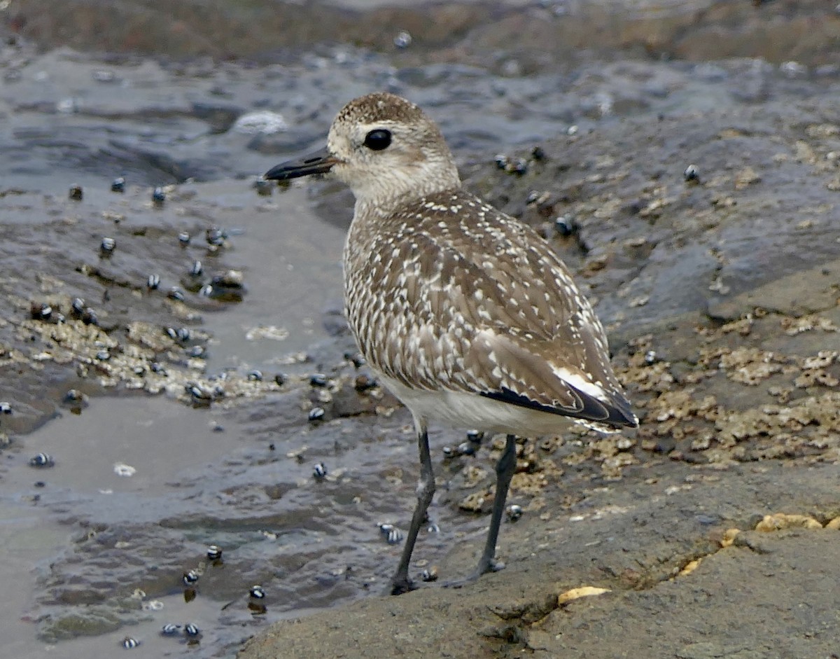 灰斑鴴 - ML643372433