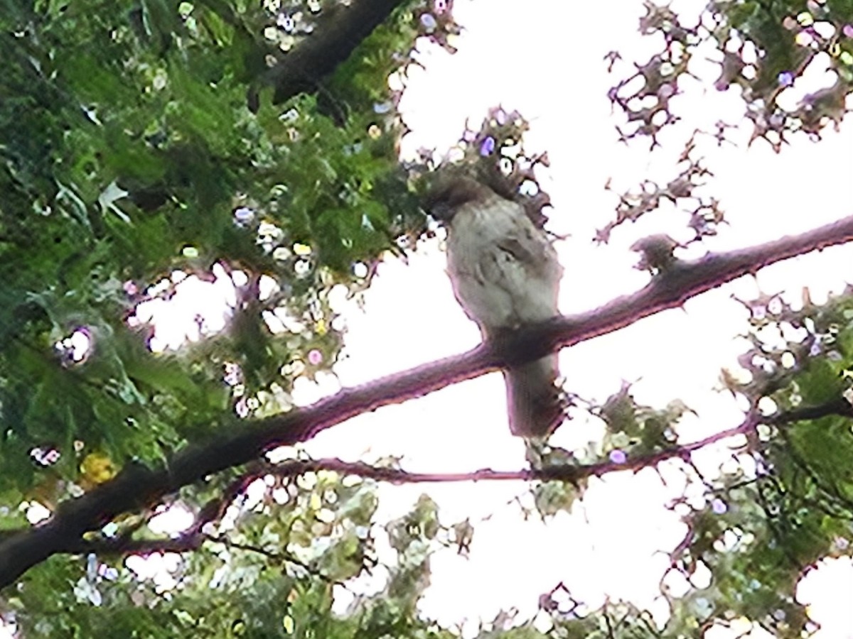 Red-tailed Hawk - ML643372436