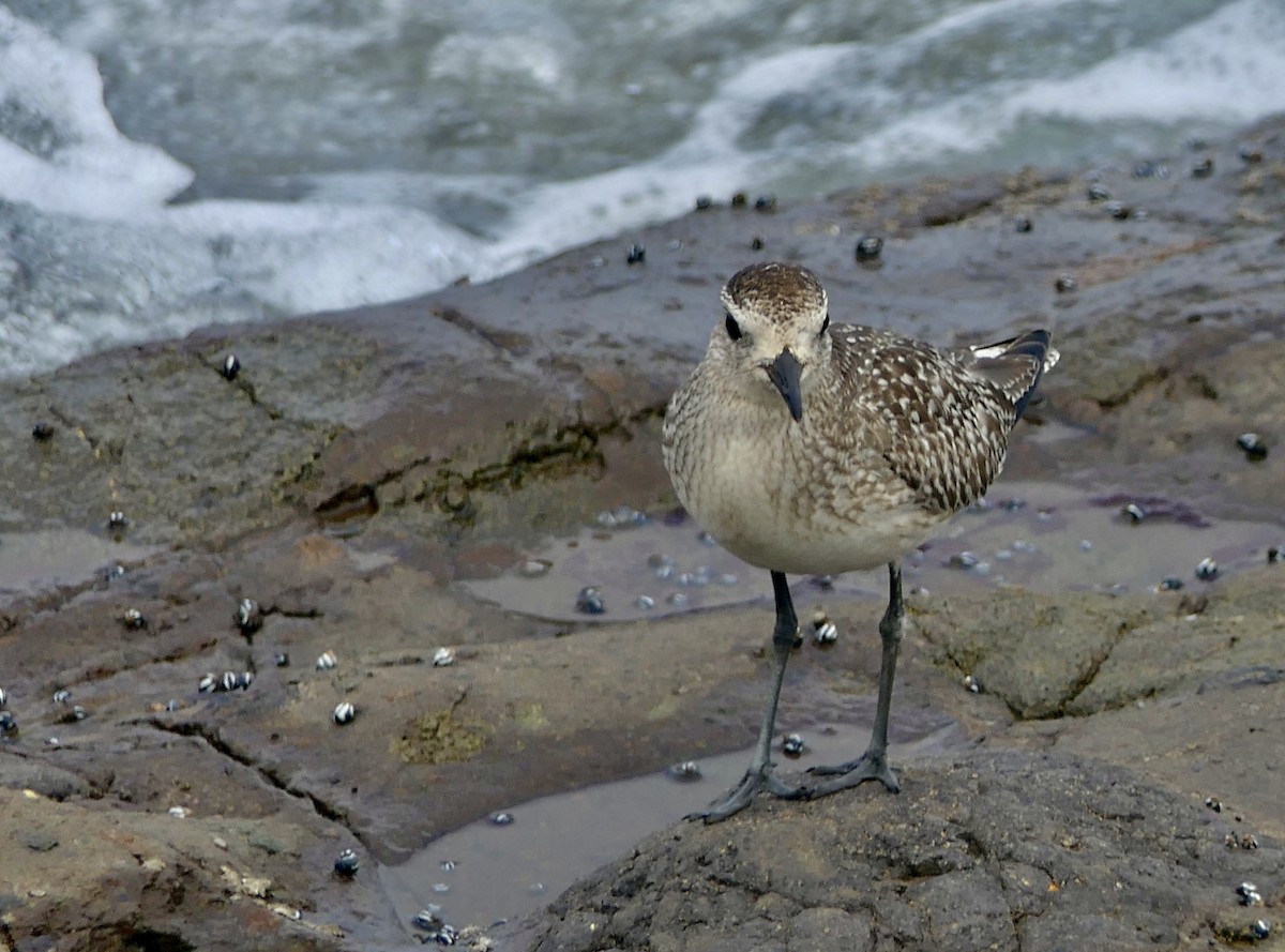 灰斑鴴 - ML643372438