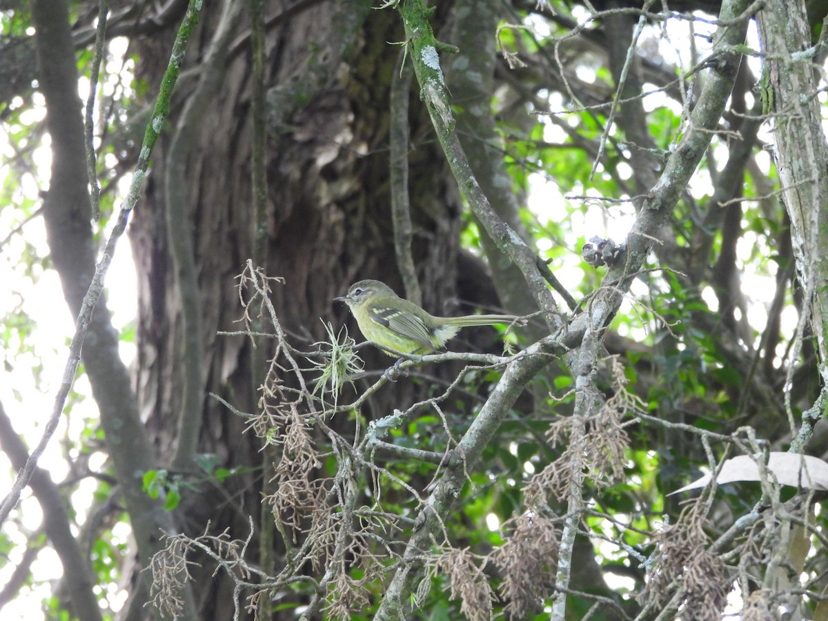 Mottle-cheeked Tyrannulet - ML643372440