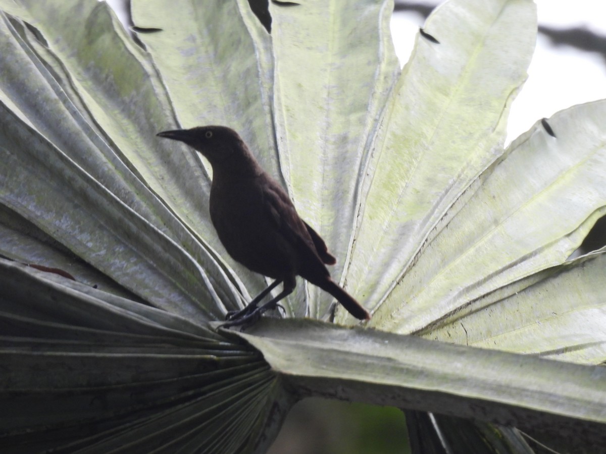 Carib Grackle - ML643372472
