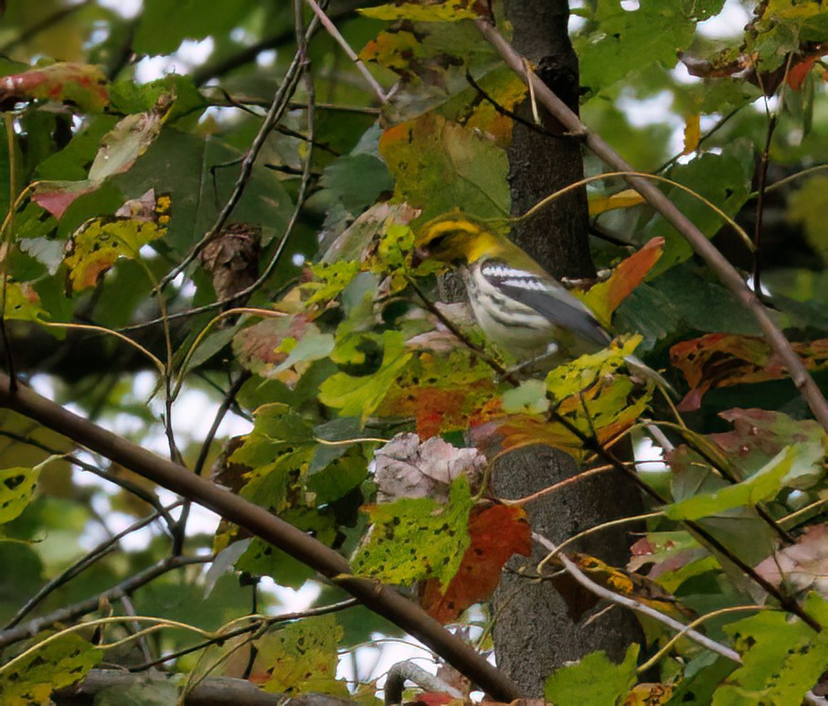 Black-throated Green Warbler - ML643372489