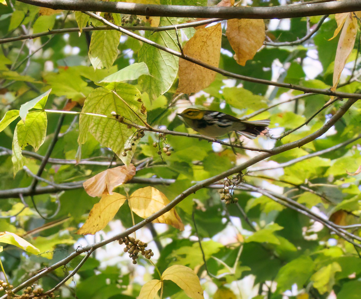 Black-throated Green Warbler - ML643372490