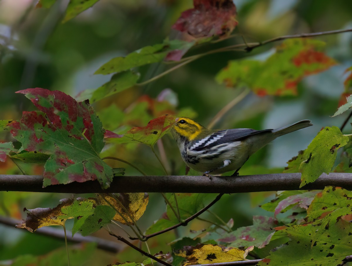 Black-throated Green Warbler - ML643372491