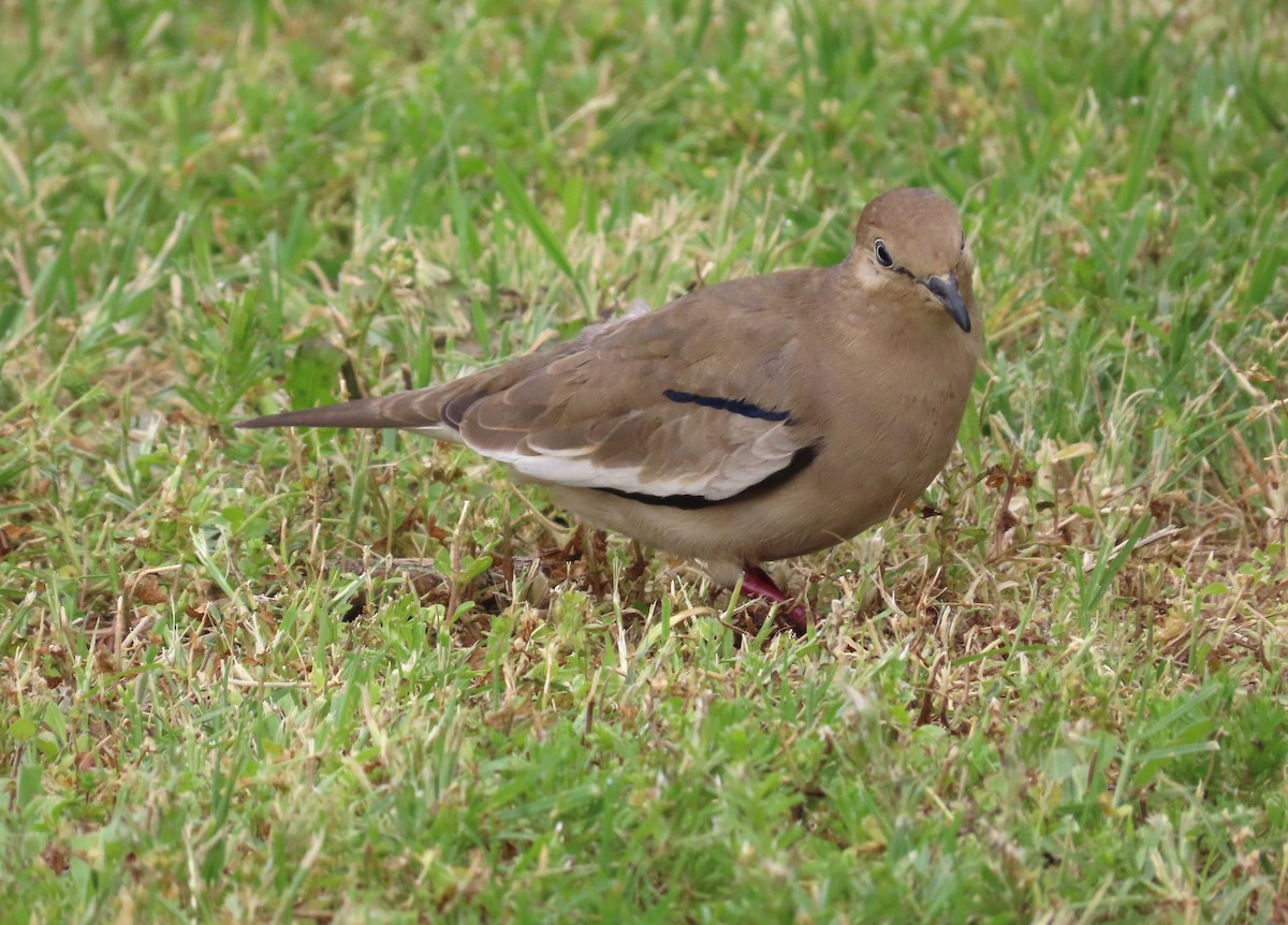 Picui Ground Dove - ML643372510