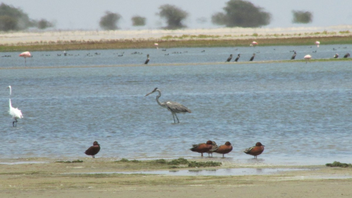 Cinnamon Teal - ML643372517