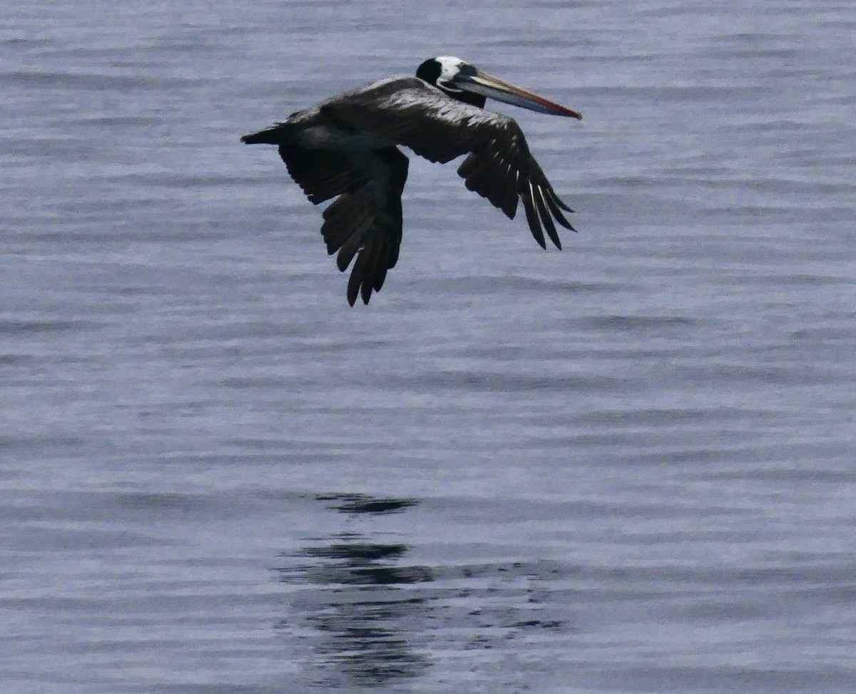 Peruvian Pelican - ML643372520