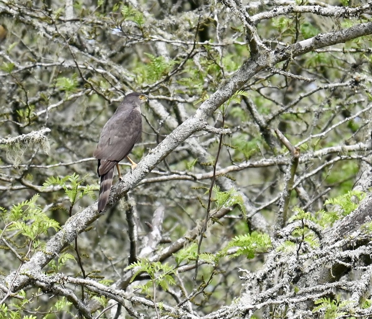 Sharp-shinned Hawk - ML643372548