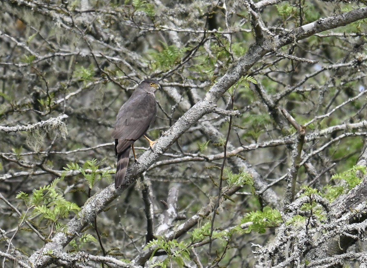Sharp-shinned Hawk - ML643372549