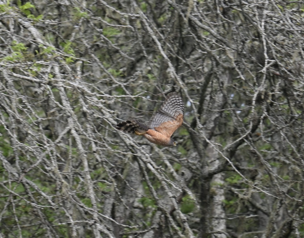 Sharp-shinned Hawk - ML643372551