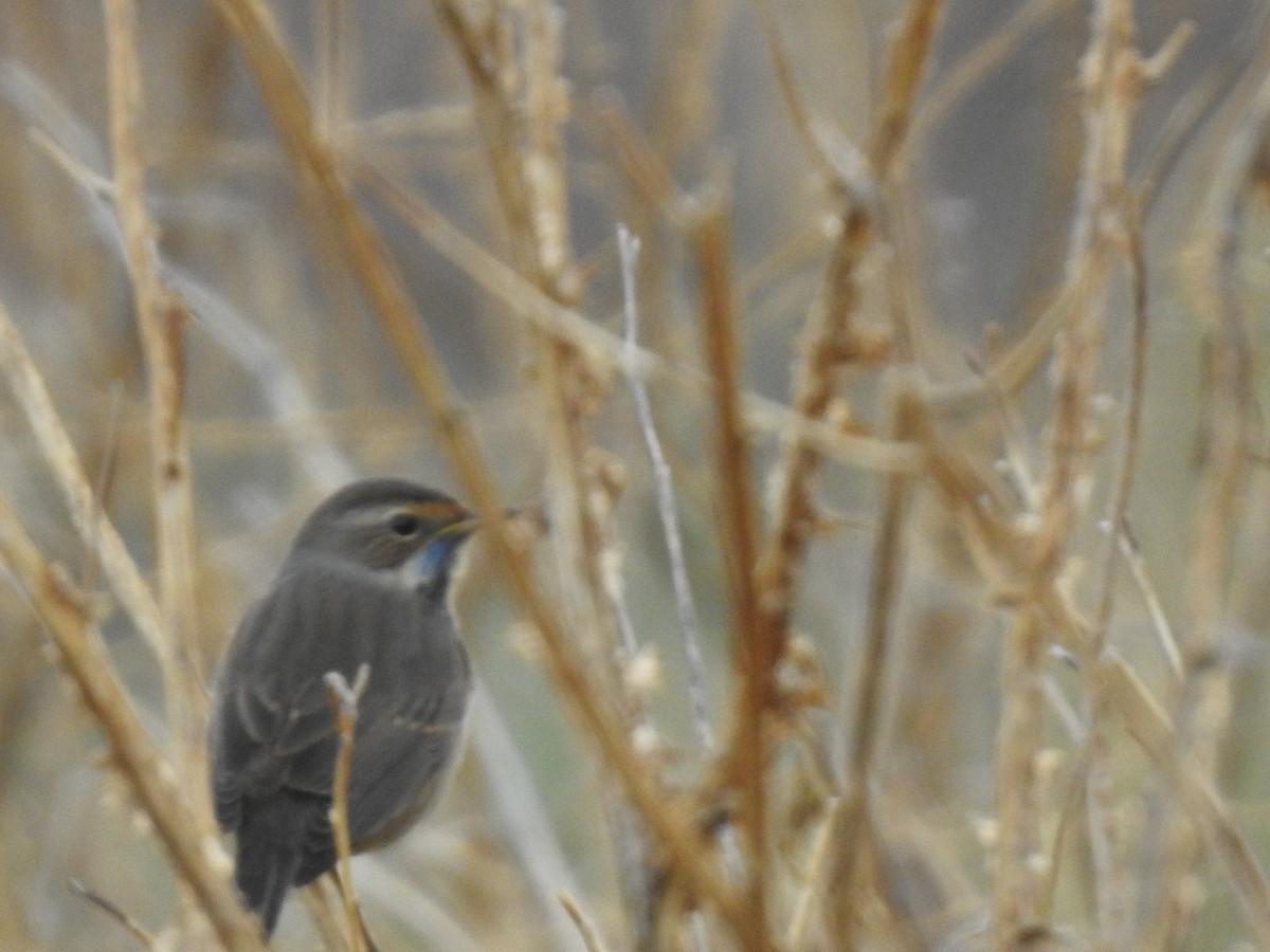 Bluethroat - ML643372560
