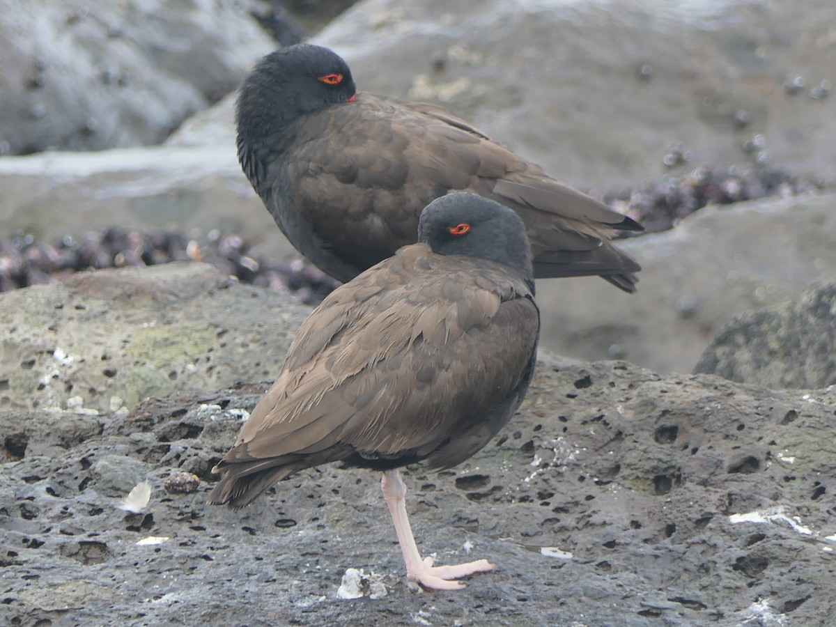 Blackish Oystercatcher - ML643372563
