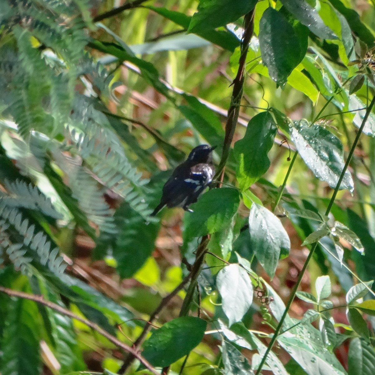 Northern White-fringed Antwren - ML643372570