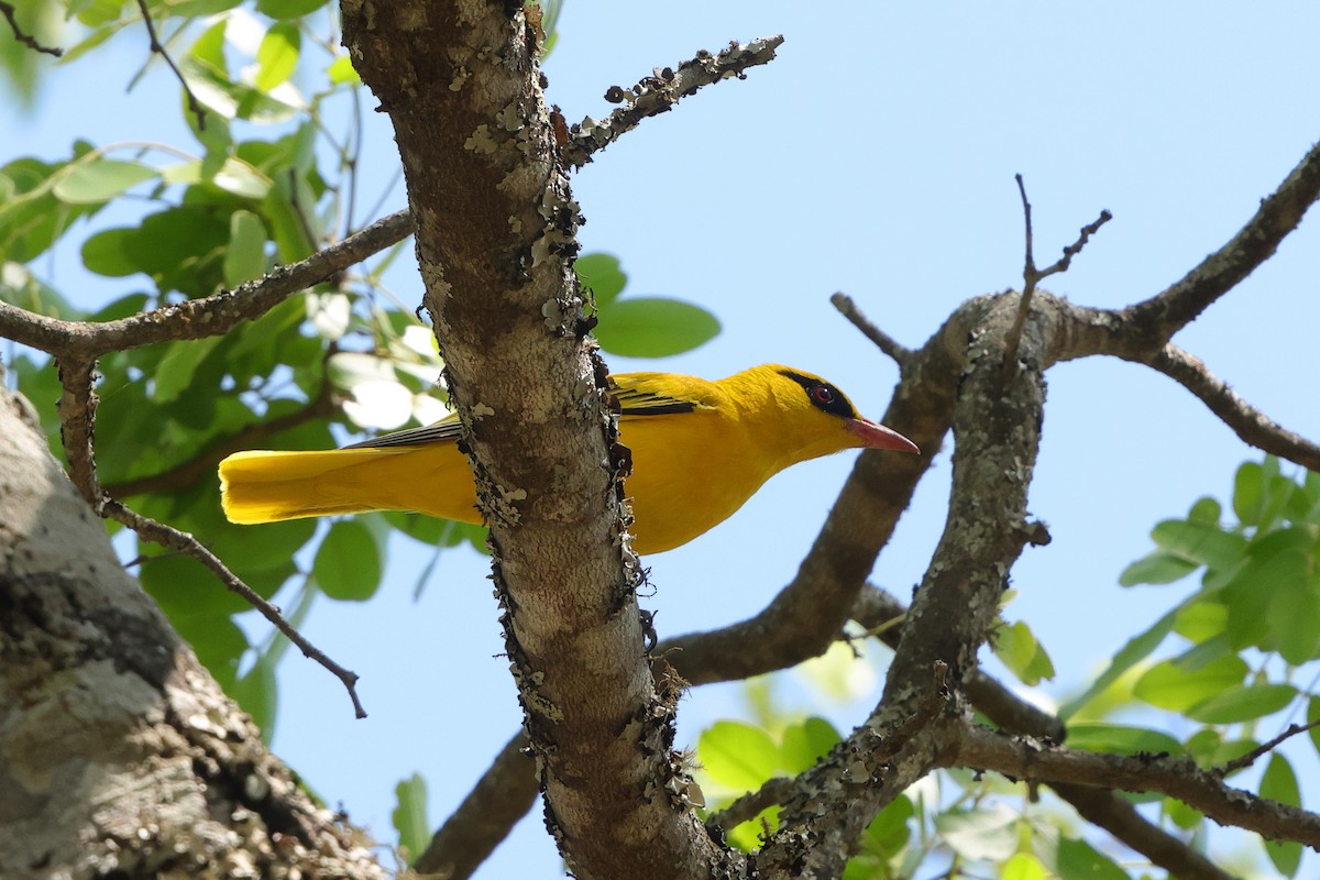 African Golden Oriole - ML643372584