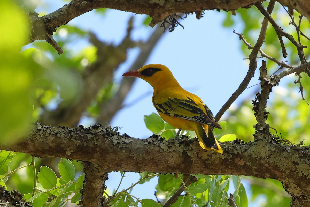 African Golden Oriole - ML643372585