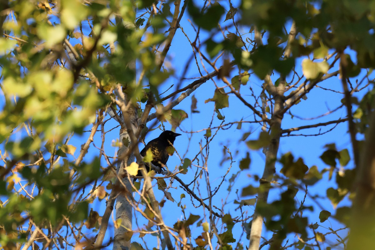Common Grackle - ML643372638