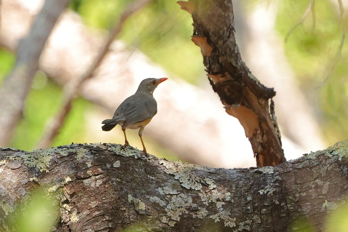 Kurrichane Thrush - ML643372644