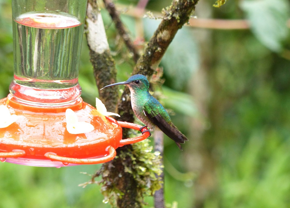 Golden-tailed Sapphire - ML643372654
