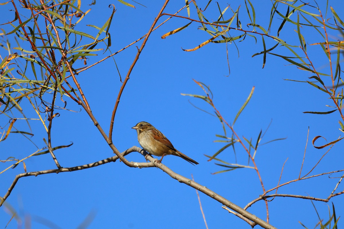 Swamp Sparrow - ML643372656