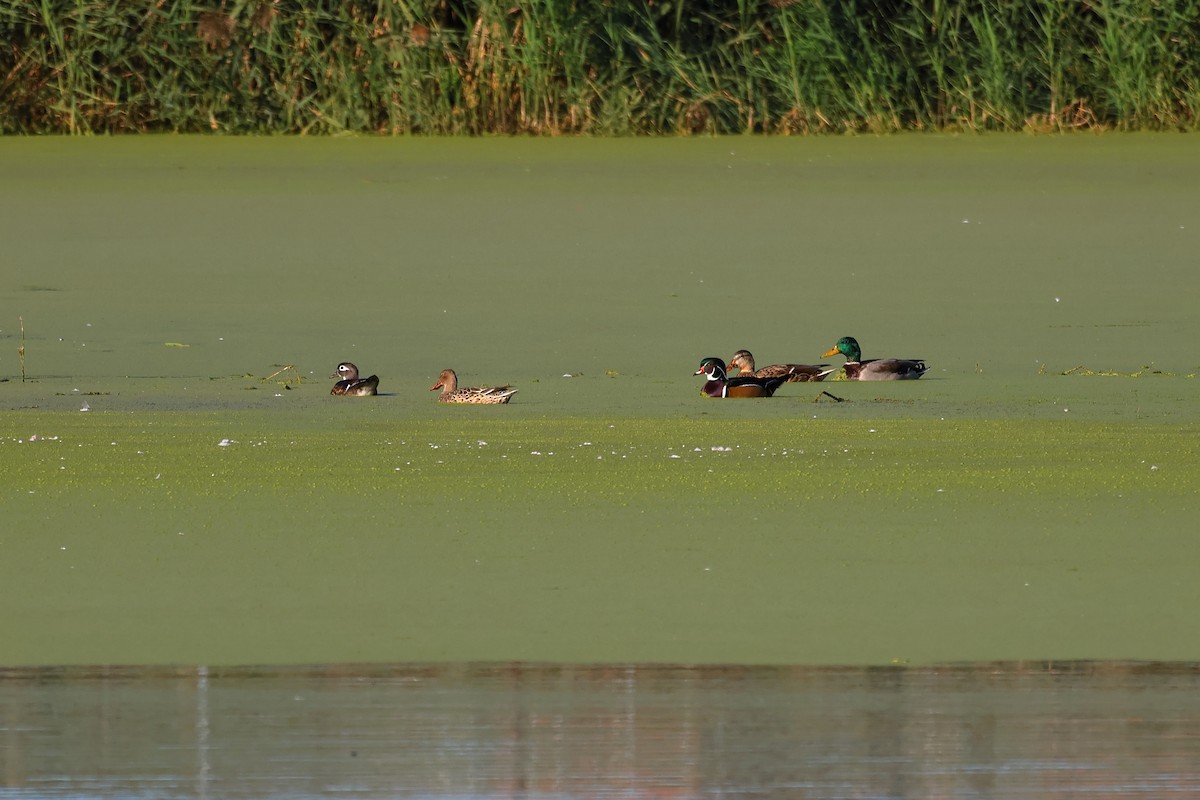 Wood Duck - ML643372662