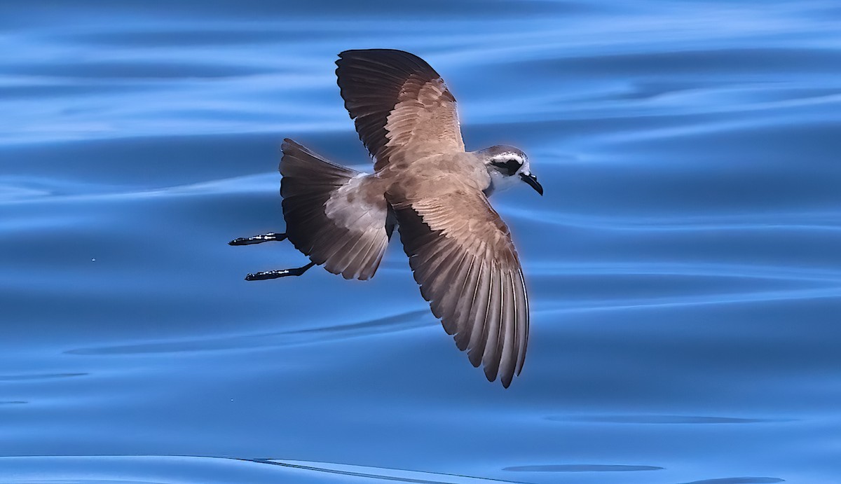 White-faced Storm-Petrel - ML643372663