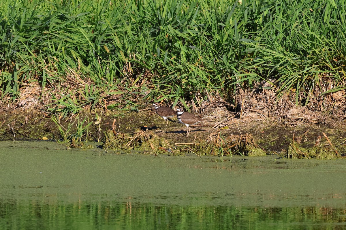 Killdeer - ML643372669