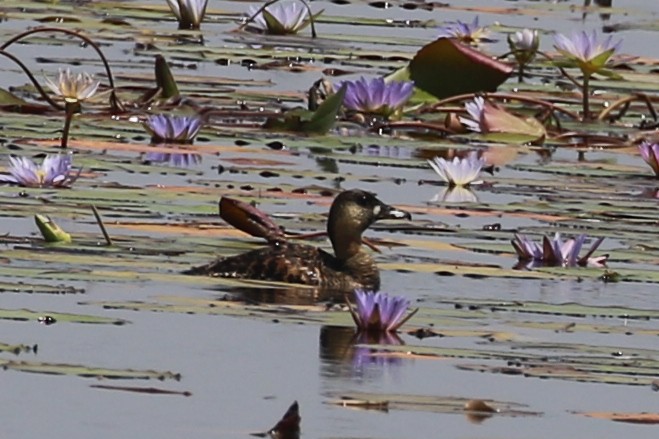 White-backed Duck - ML643372676
