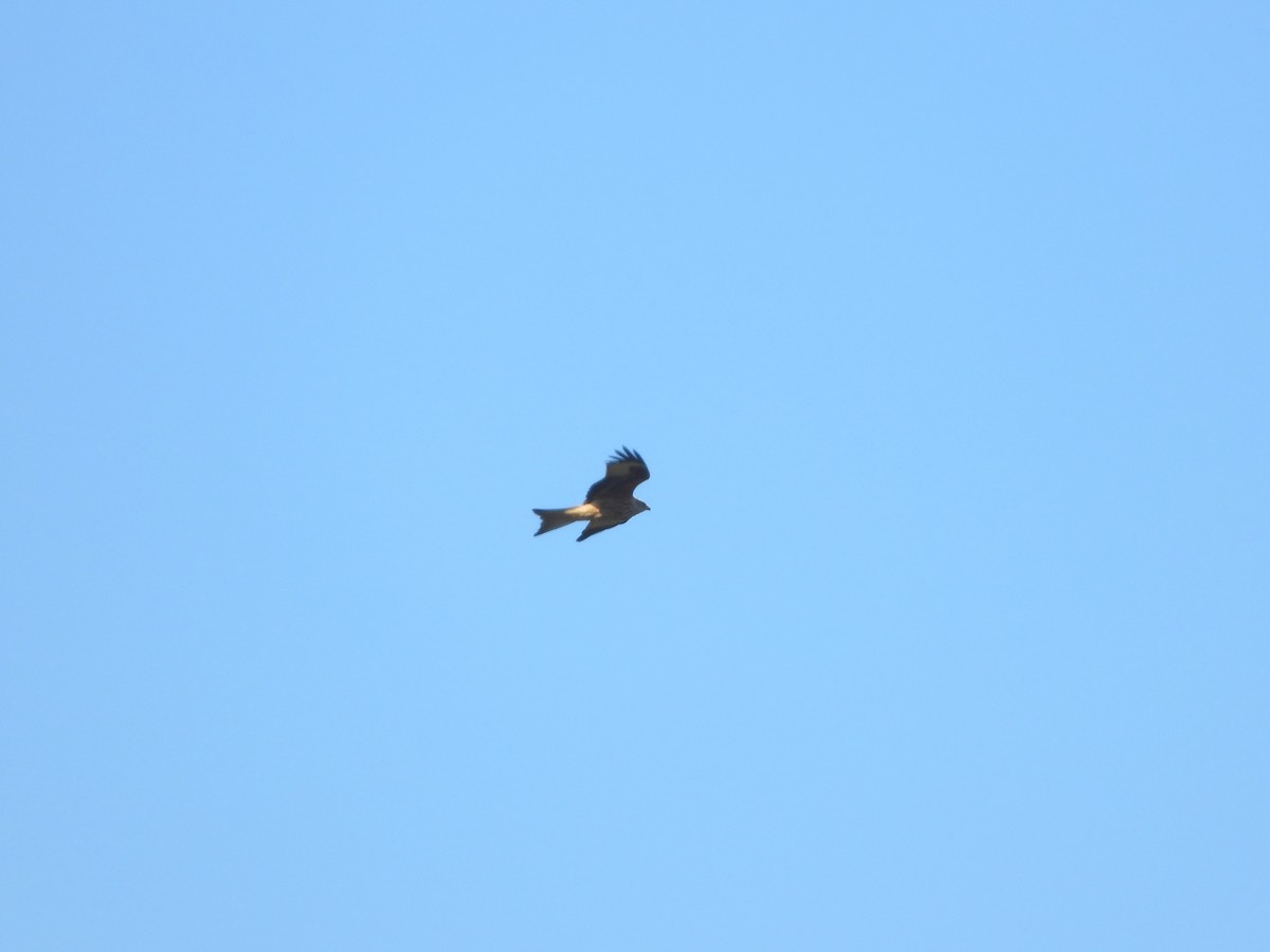 Red Kite - ML643372677