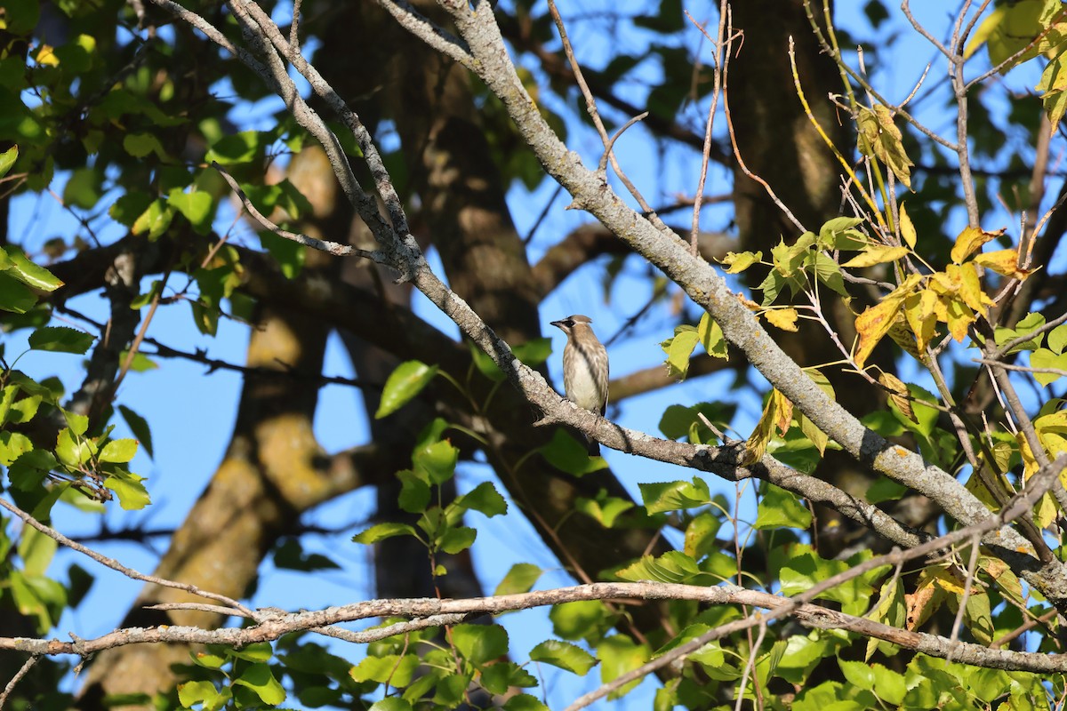 Cedar Waxwing - ML643372678