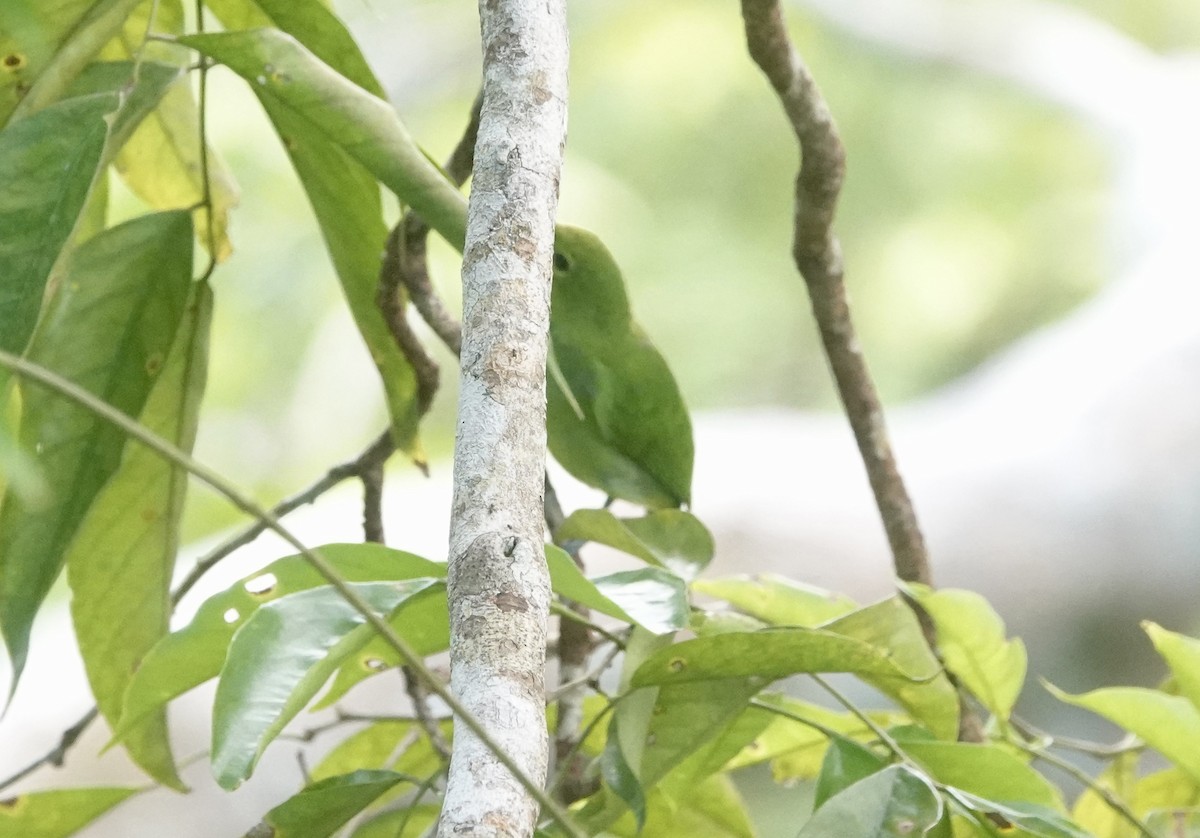 Lesser Green Leafbird - ML643372680