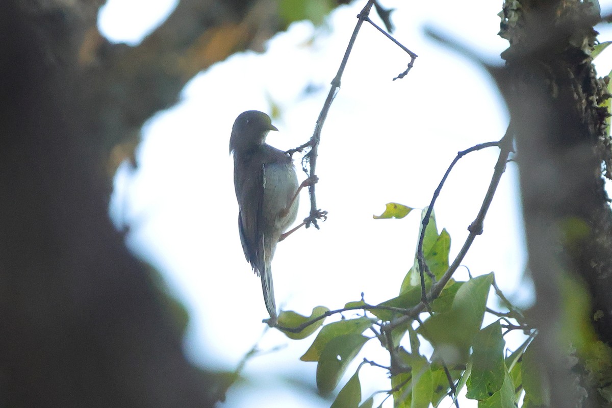 Suimanga Violeta - ML643372687