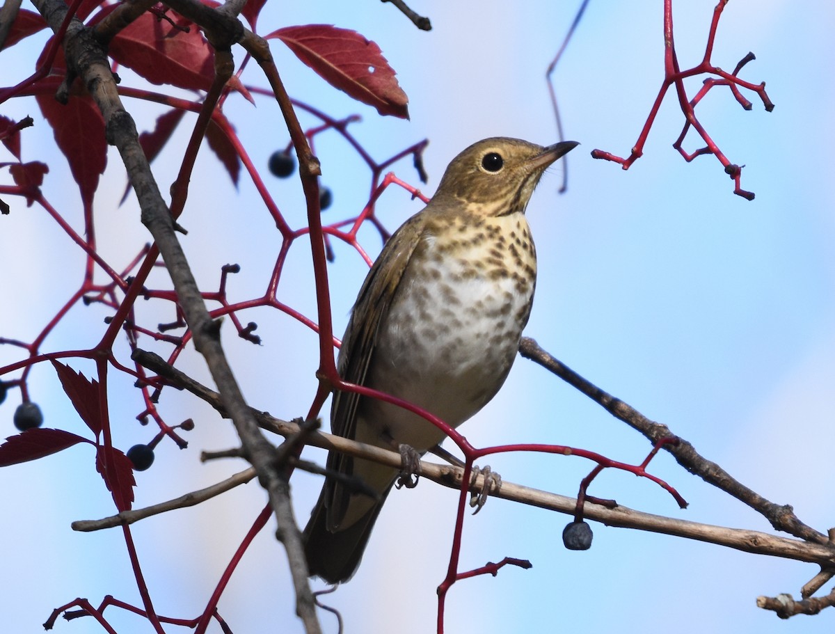 Swainson's Thrush - ML643372716
