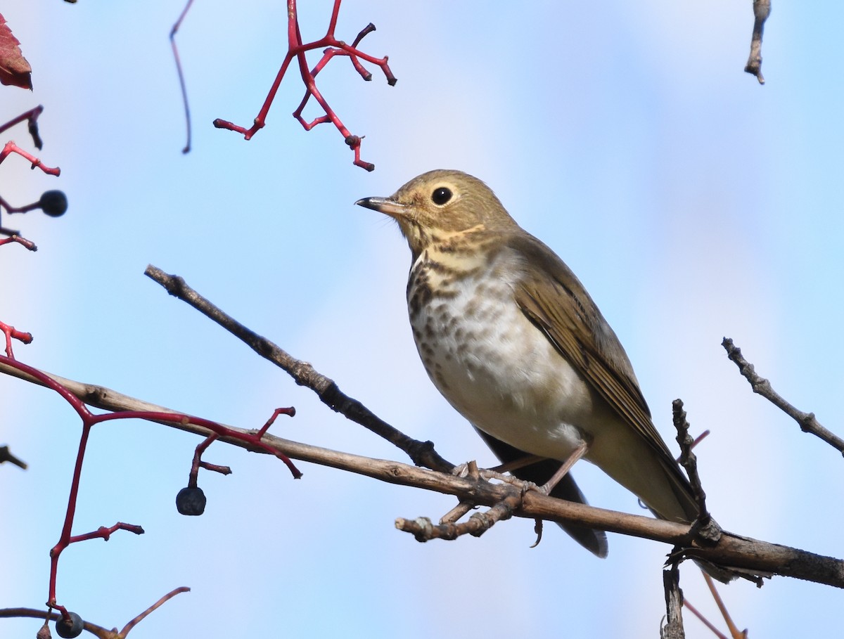 Swainson's Thrush - ML643372717