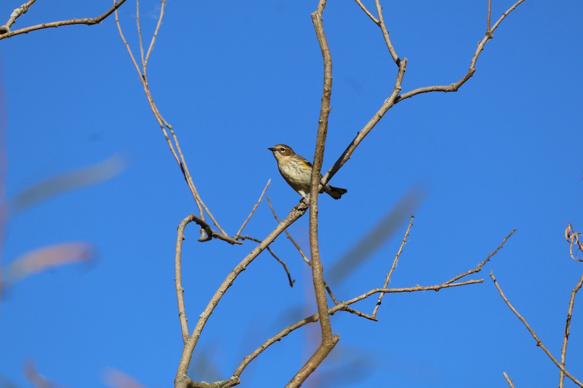 Yellow-rumped Warbler - ML643372726