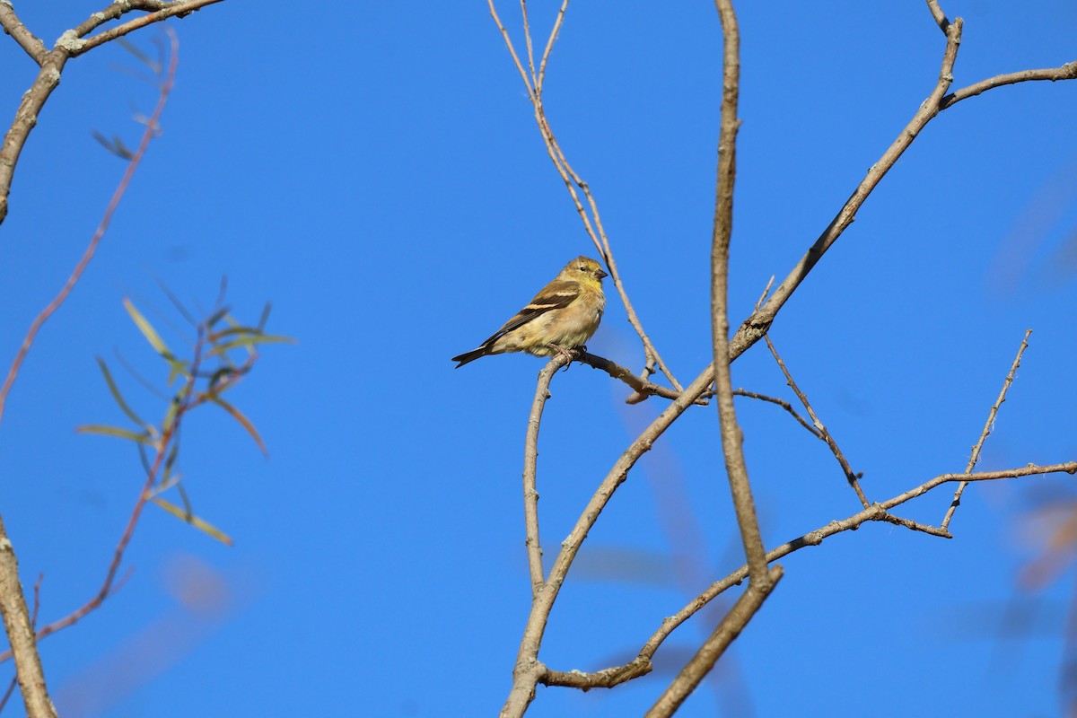 American Goldfinch - ML643372741