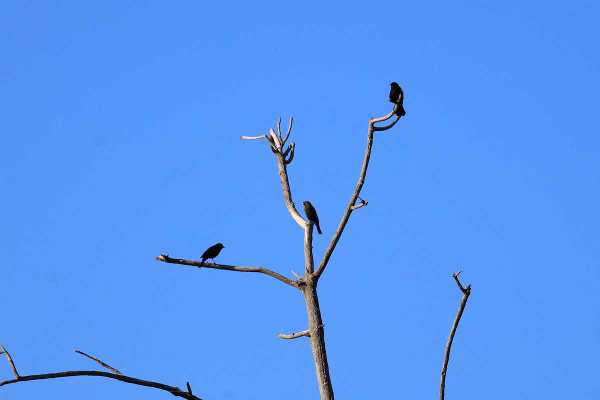 Red-winged Blackbird - ML643372751