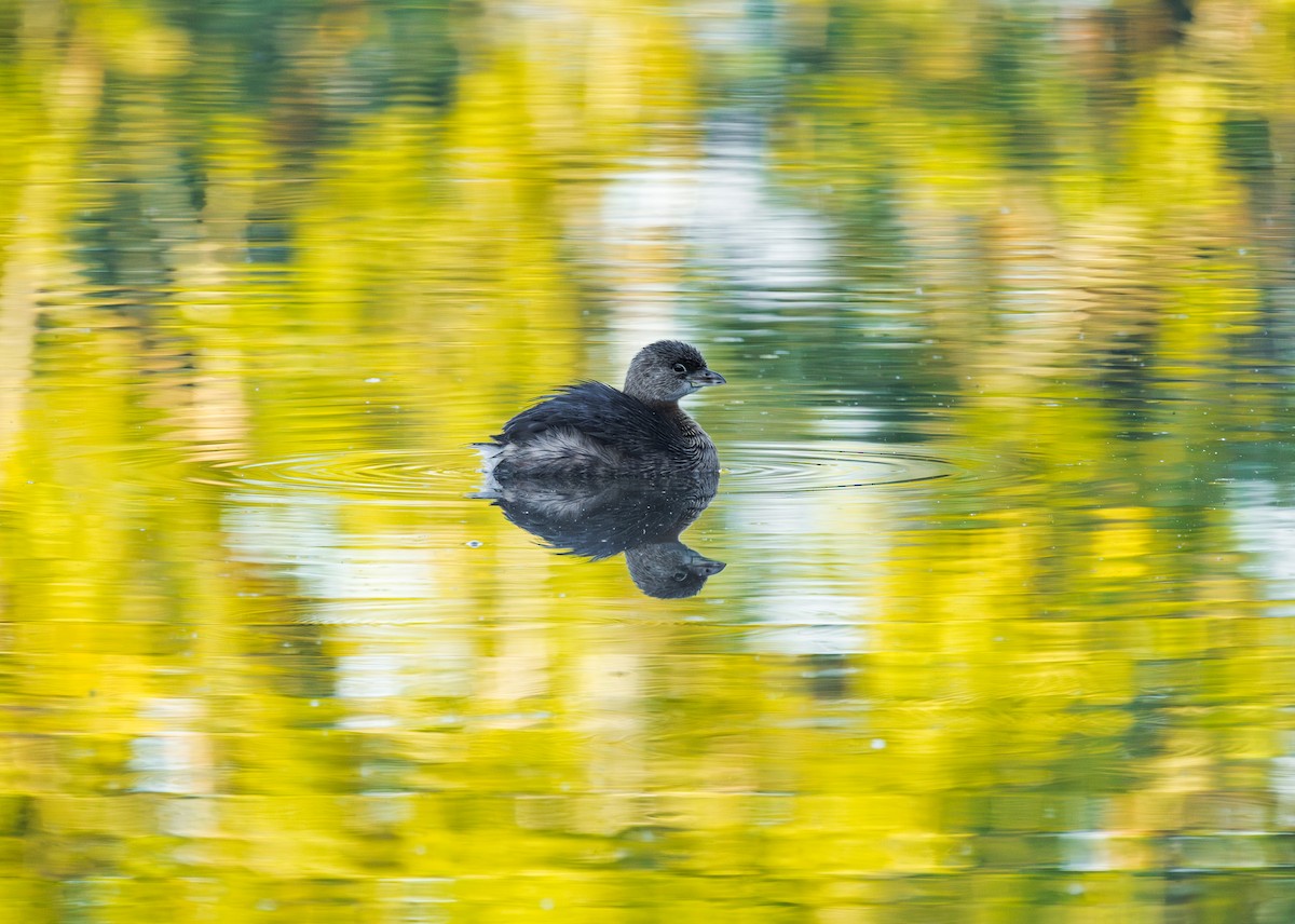 Pied-billed Grebe - ML643372761