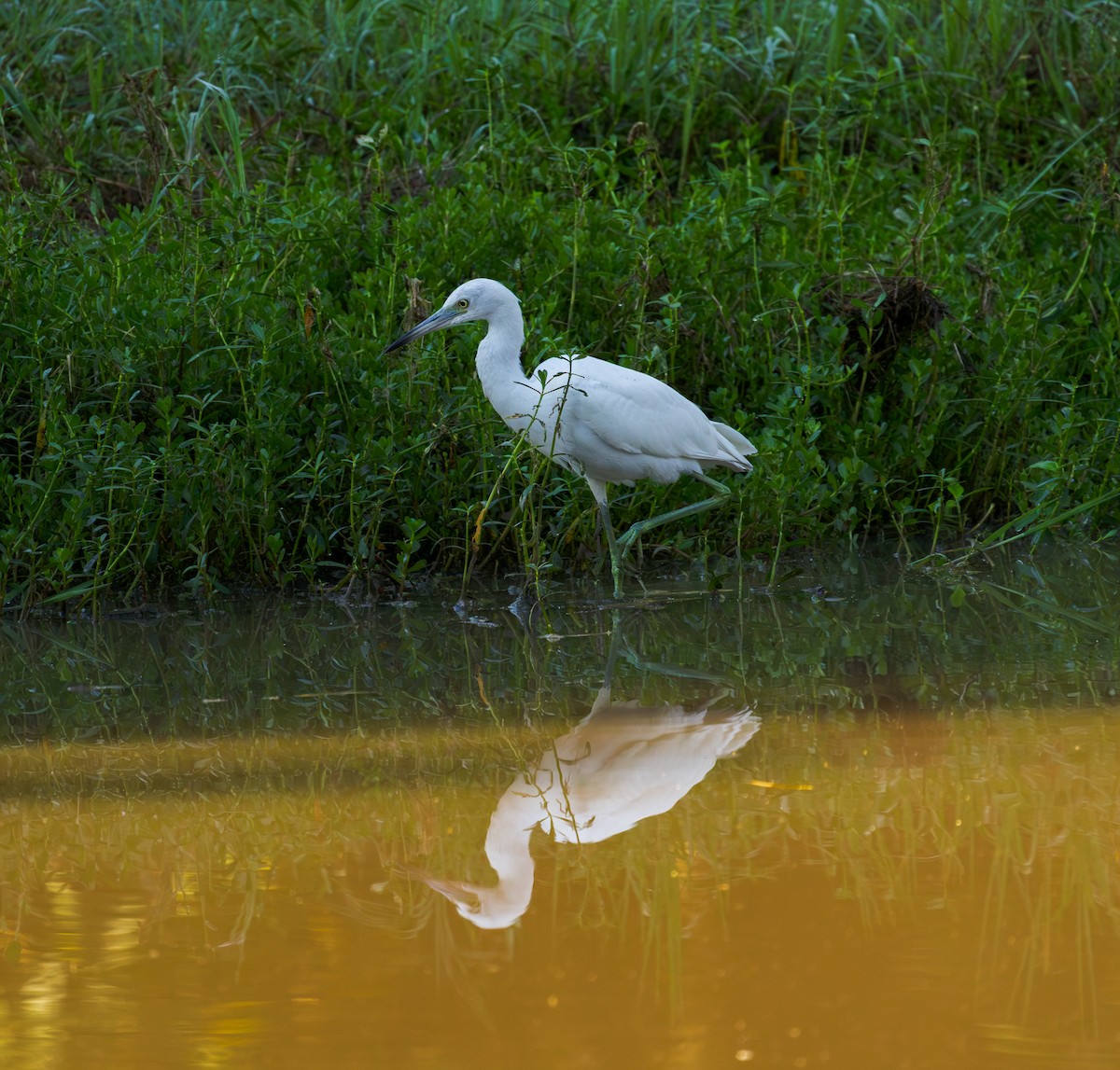 Little Blue Heron - ML643372791