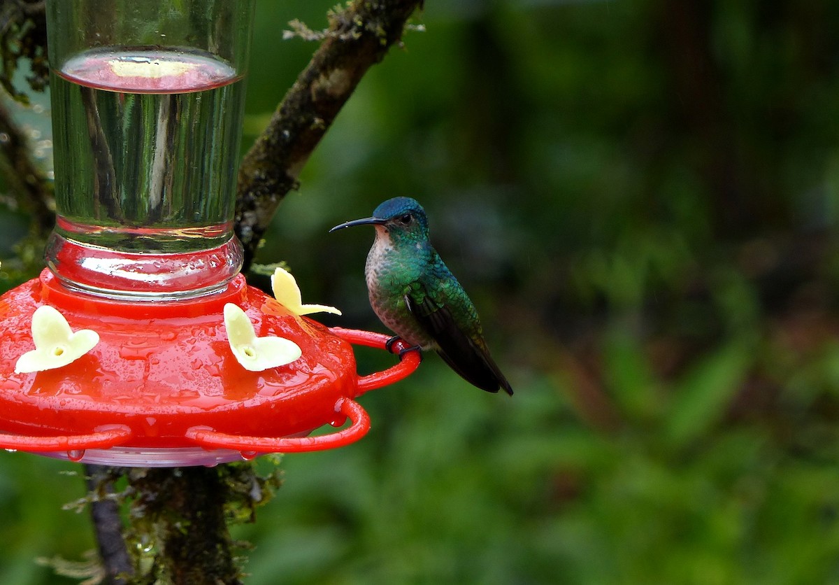 Golden-tailed Sapphire - ML643372816