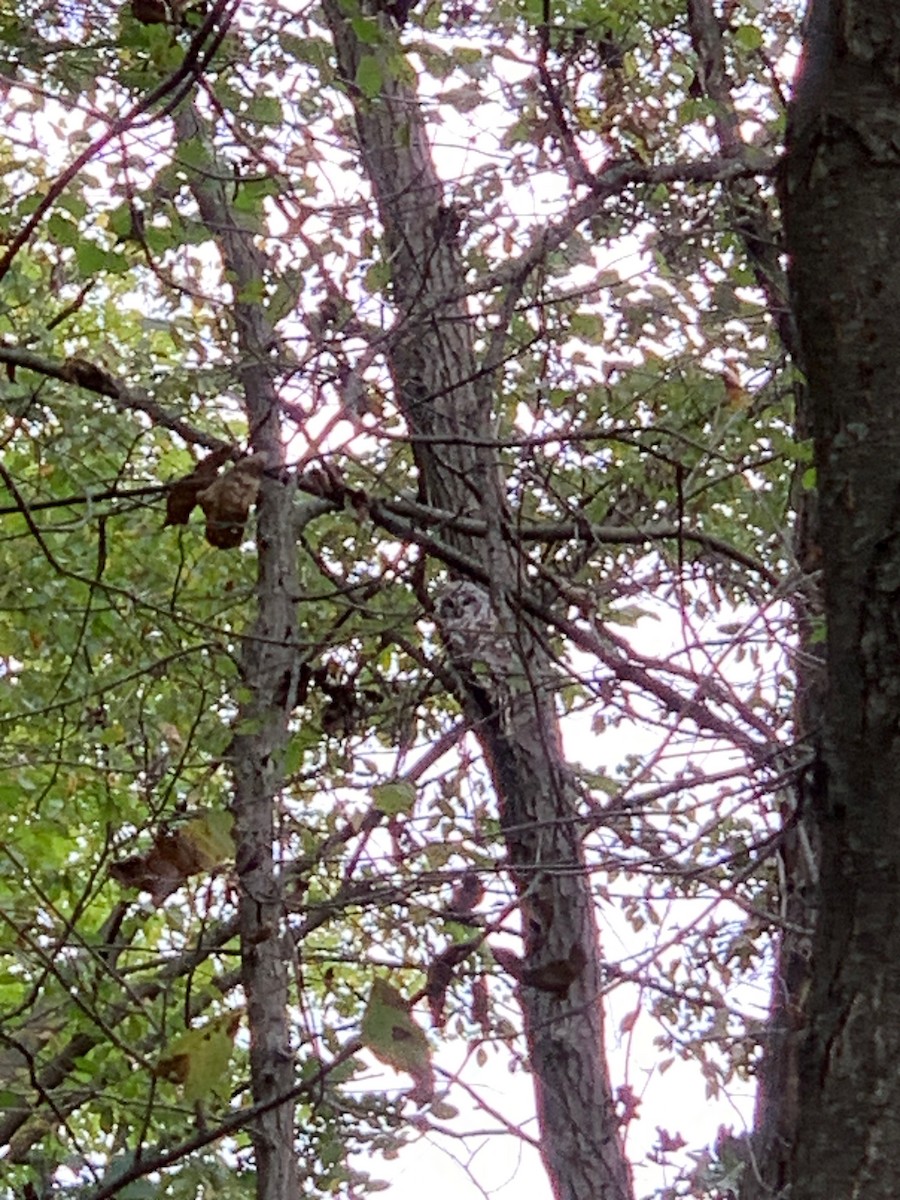 Barred Owl - ML643372841