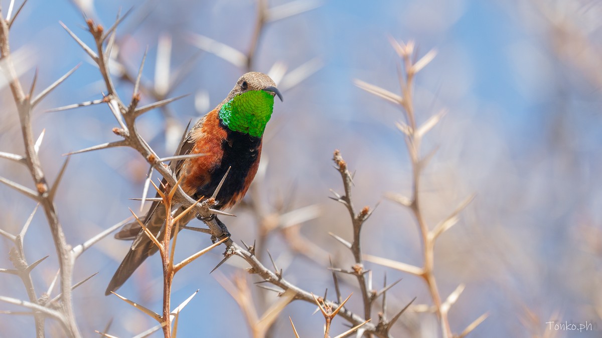 Wedge-tailed Hillstar - ML643372843