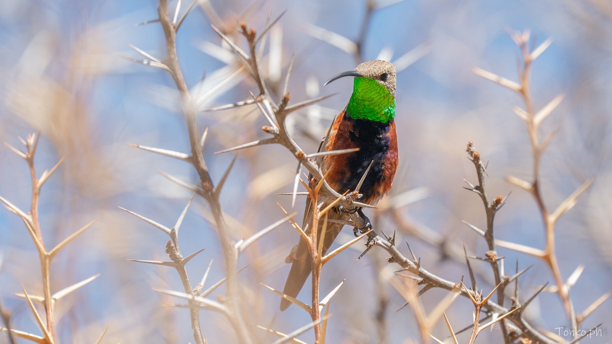 Wedge-tailed Hillstar - ML643372844