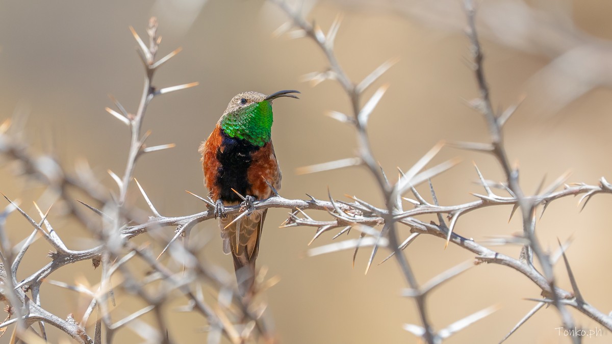Wedge-tailed Hillstar - ML643372846