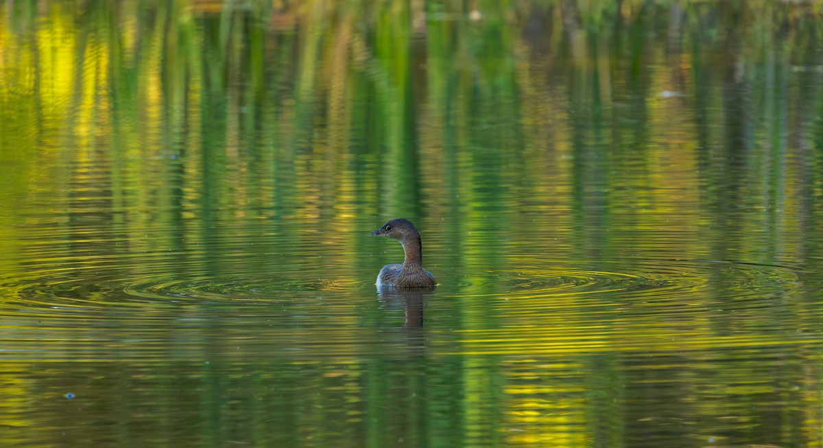 Pied-billed Grebe - ML643372853