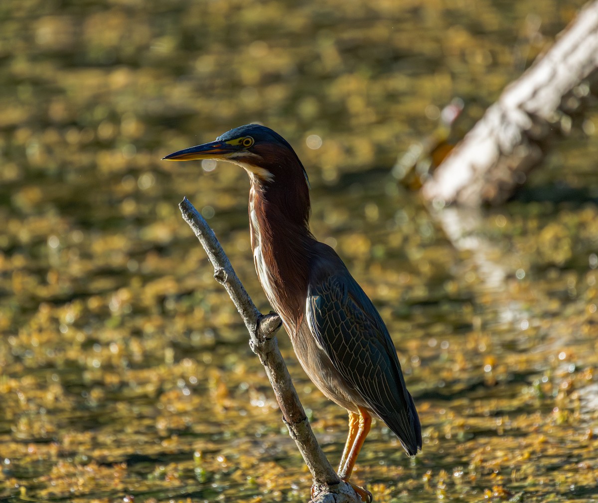 Green Heron - ML643372859