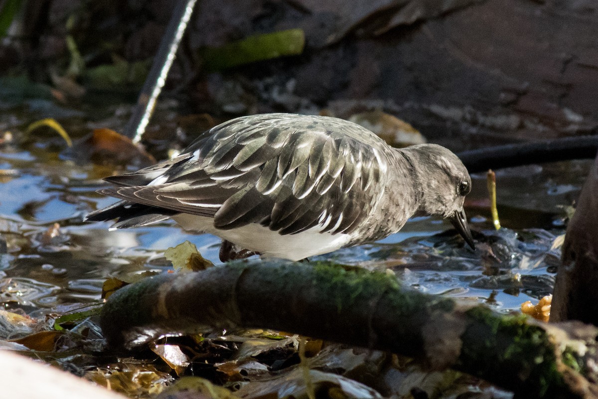 Black Turnstone - ML643372861