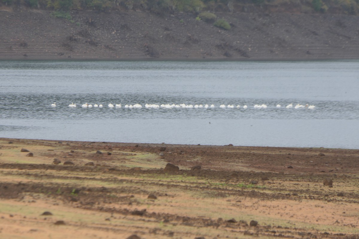 American White Pelican - ML643372863